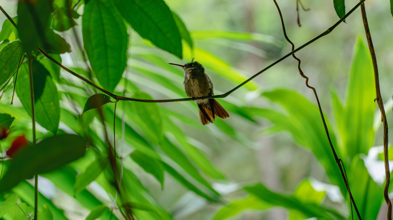 A tiny hummingbird sitting on a vine stem in the forest