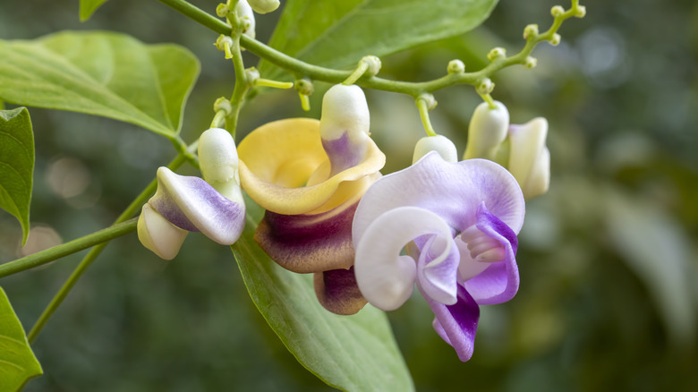 Closeup of the twisted flowers on a corkscrew vine