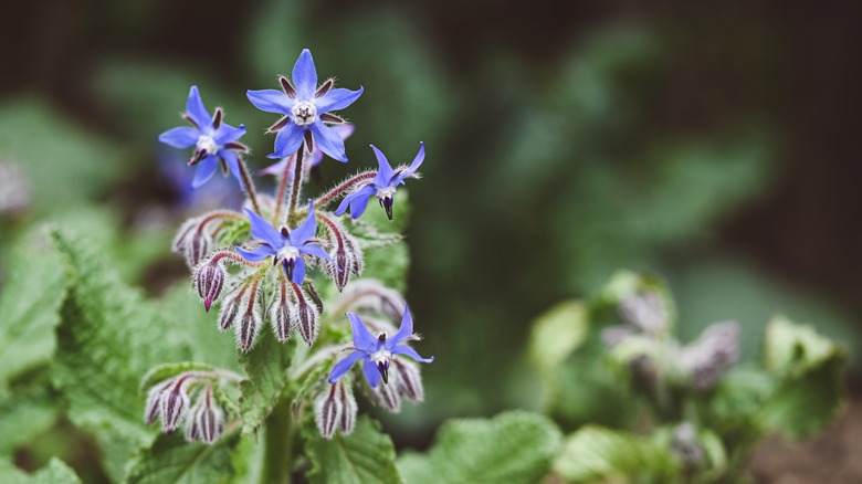 borage flowers blooming