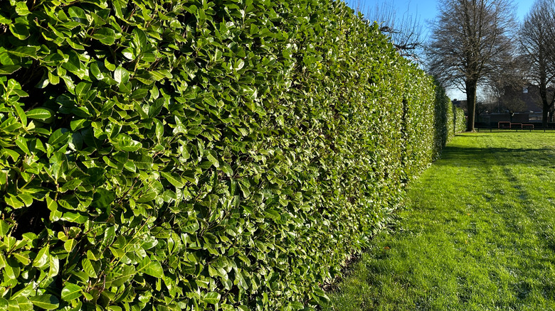 Privacy edge with grass and trees in the background