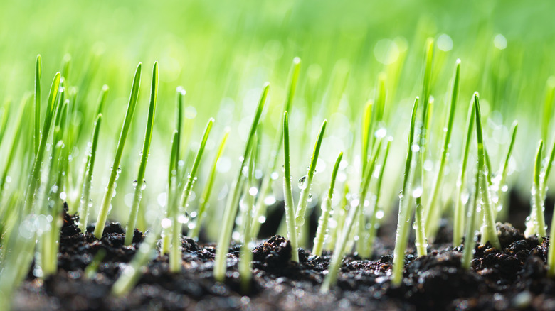 Grass blades sprouting through soil