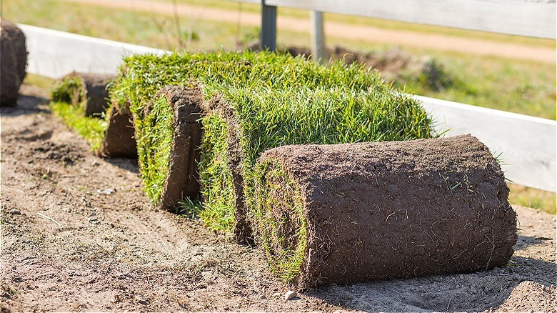 Purchasing sod at garden center