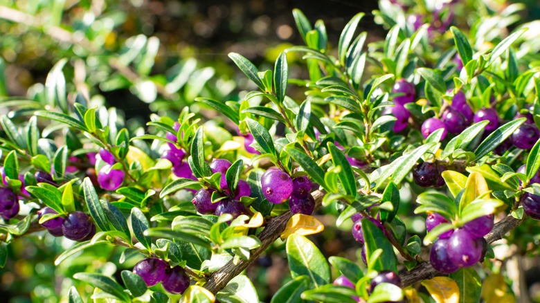 Box leaf honeysuckle branches with purple berries