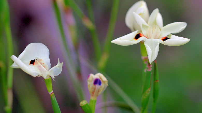 Selective focus of butterfly iris flowers in bloom