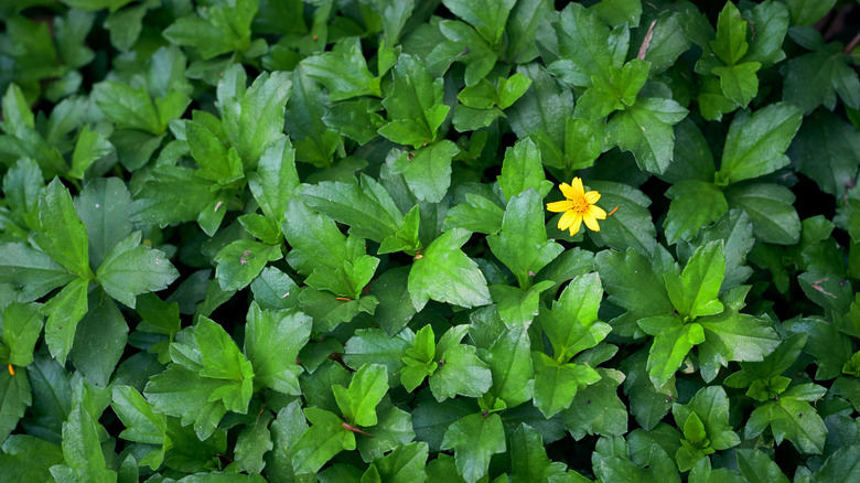 Single carpet daisy bloom against leafy foliage