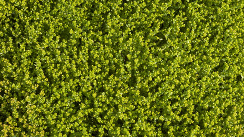 Overhead shot of sedum carpet growing wild