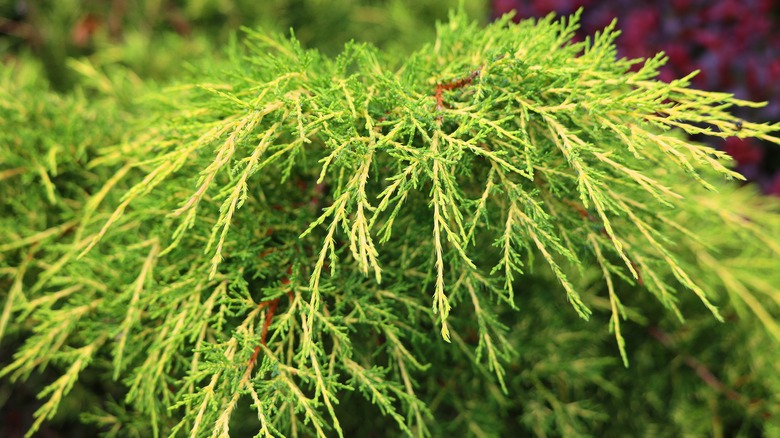 Closeup detail of creeping juniper branches