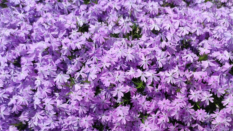 Purple creeping phlox flowers in bloom