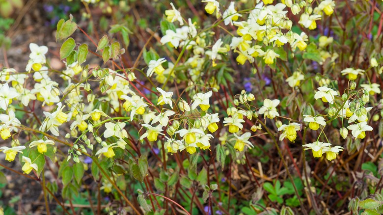 Fairy wings flowers in bloom on stems in the wild