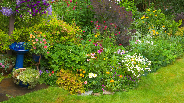 Multicolored flowers in a garden