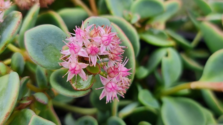 Closeup of a Japanese stonecrop flower in bloom