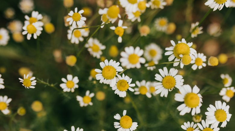 Overhead shot of roman chamomile flowers