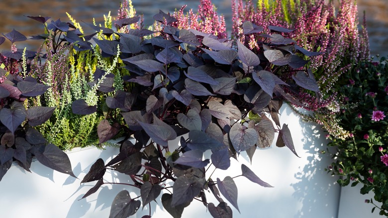 Sweetpotato vine with green and pink flowers in a planter