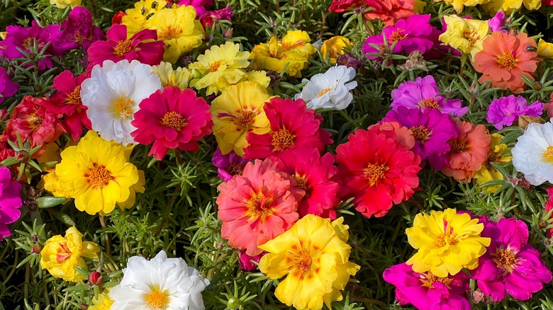 Multicolored moss rose flowers in bloom