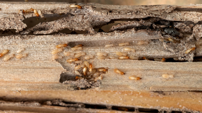 Termites eating wood