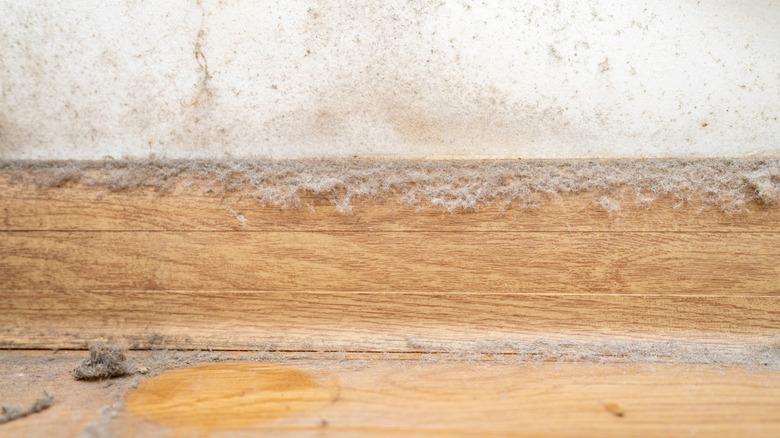 Dust and mold on baseboards and wall