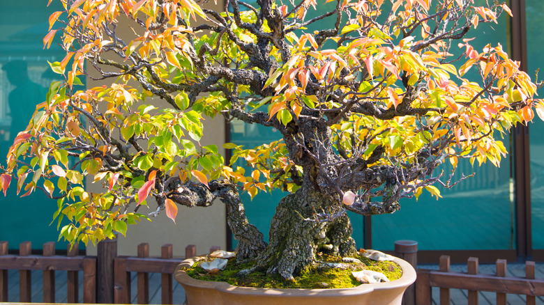 Japanese bonsai apricot