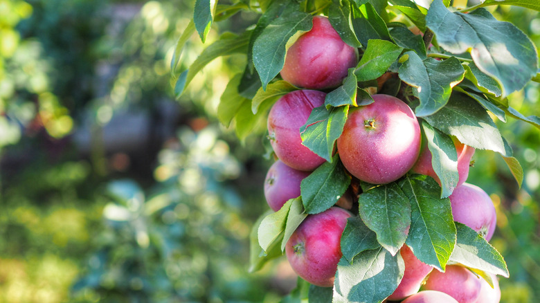 columnar apple tree close up