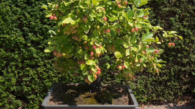 Crab apple bonsai