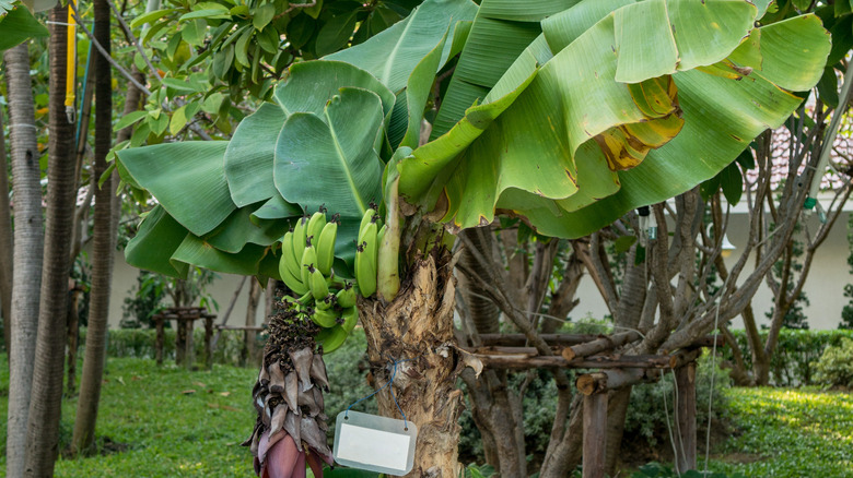 Dwarf banana tree