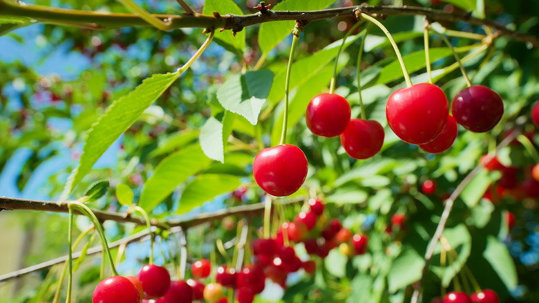 cherries on a tree