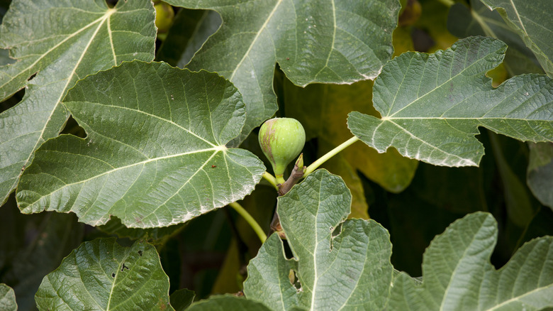 fig with tree leaves