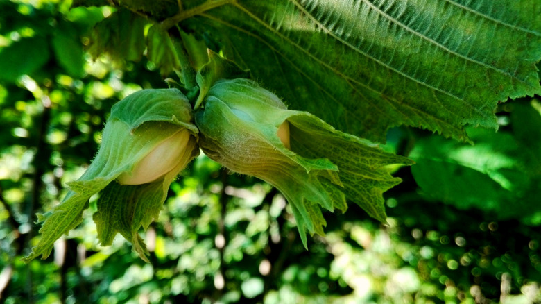 young hazelnuts on tree