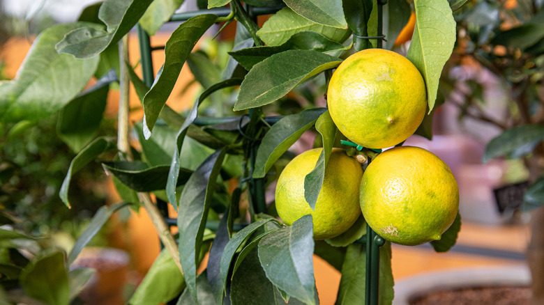 Dwarf lemon tree