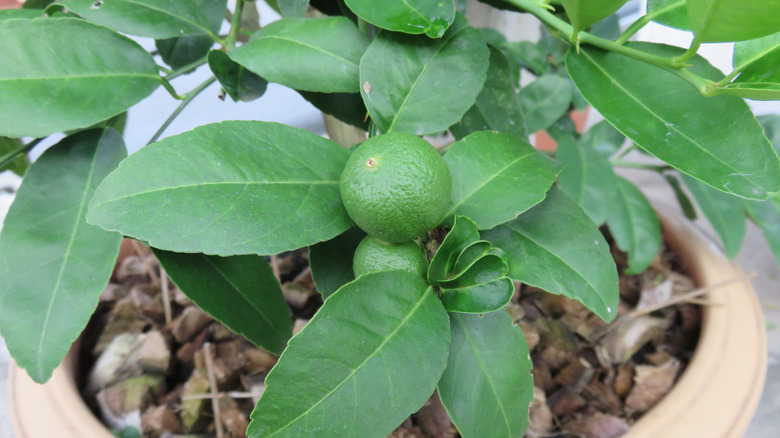 Dwarf lime tree