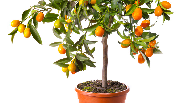 Dwarf orange tree