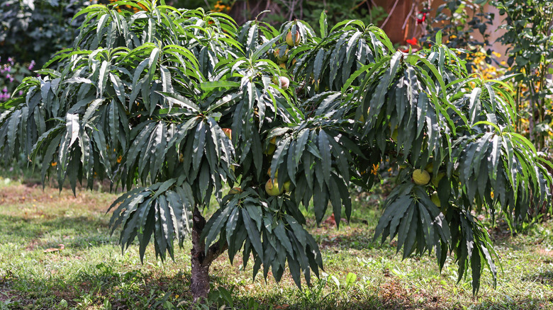 Dwarf peach tree