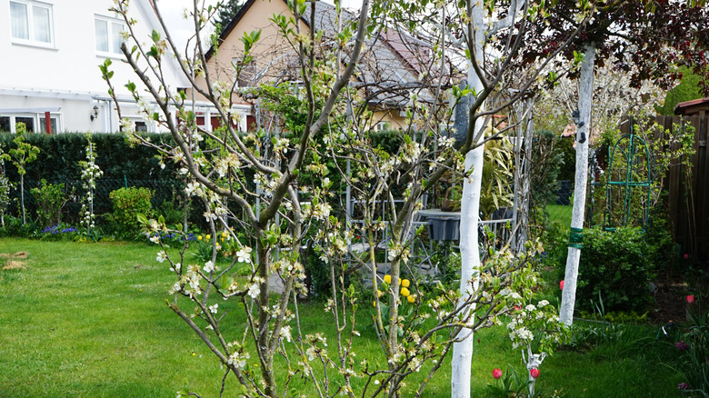 Dwarf yellow plum