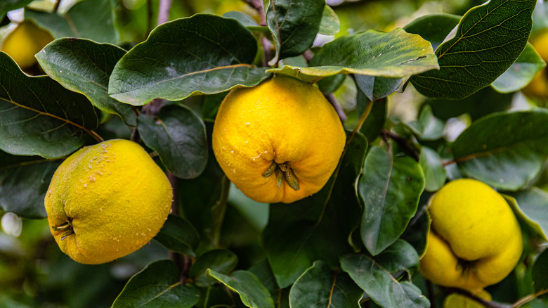 yellow quince with green leaves