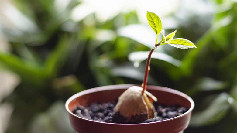 avocado seedling in pot