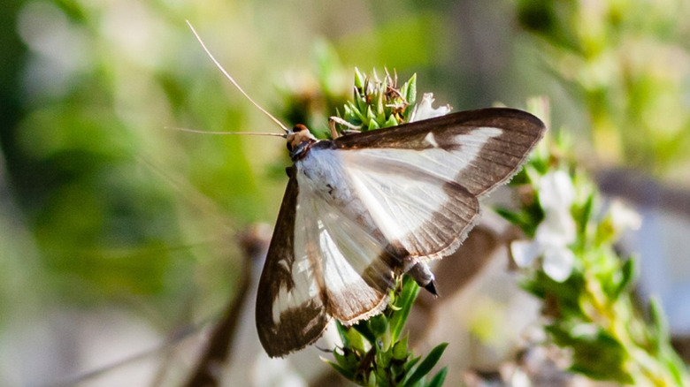 Closeup of the box tree moth