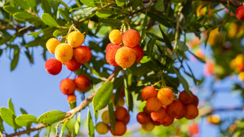 strawberry tree 