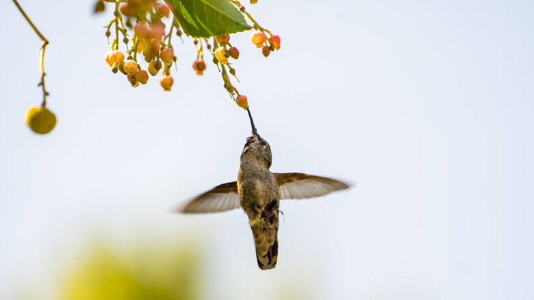 hummingbird at strawberry tree