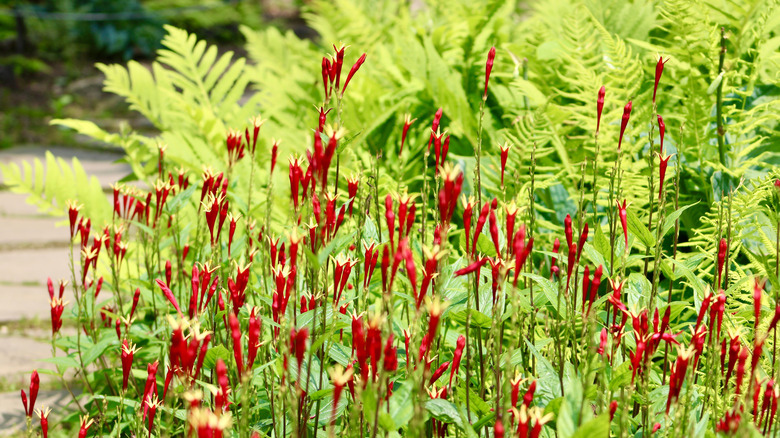 Patch of blooming woodland pinkroot (Spigelia marilandica) in a garden