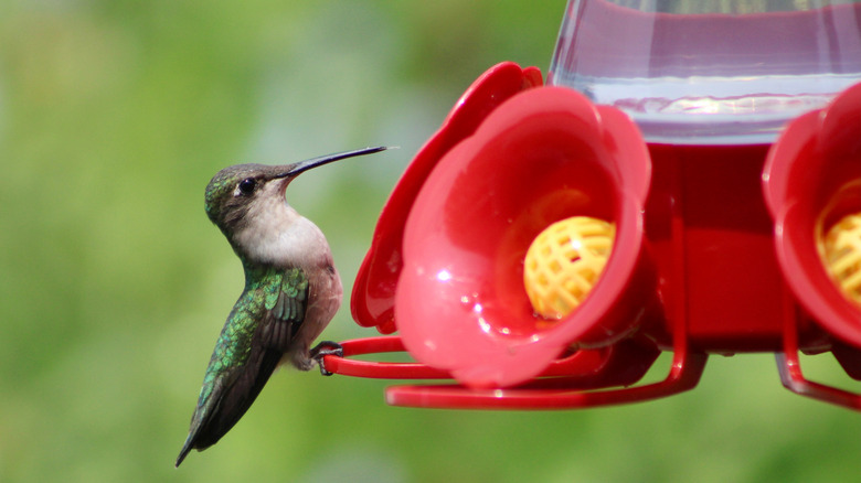 hummingbird drinking from feeder