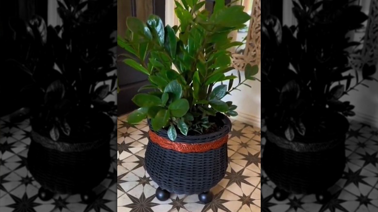 A black basket stands on the floor with round feet and a leather belt around the top holding a dark green leafy plant.