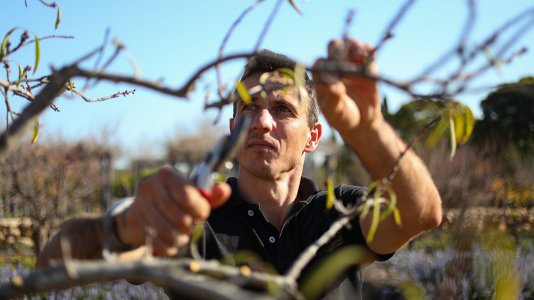 Man pruning tree twigs