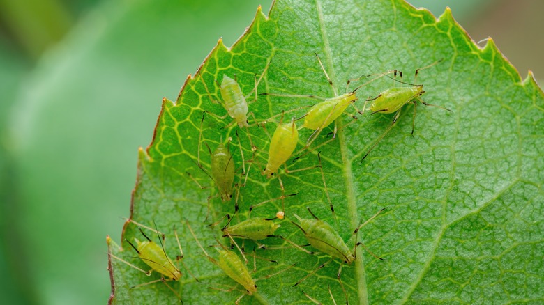 https://www.housedigest.com/img/gallery/easily-get-rid-of-pesky-aphids-with-this-brilliant-tip/intro-1703272976.jpg