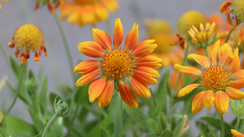 Mesa peach flower blooming in garden