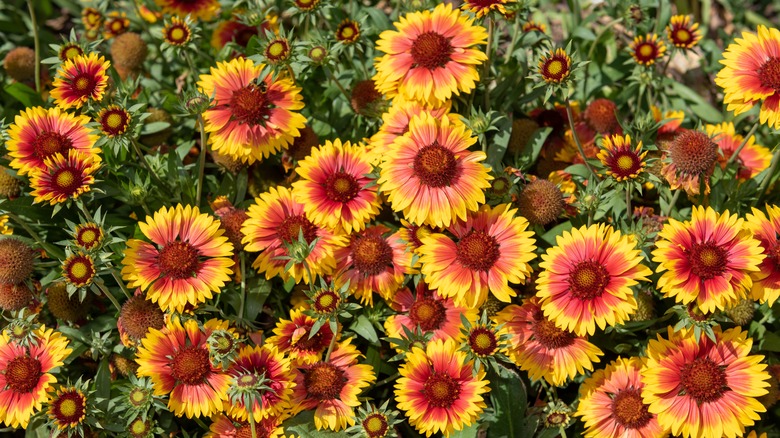 Gaillardia grandiflora bicolor flowers in bloom