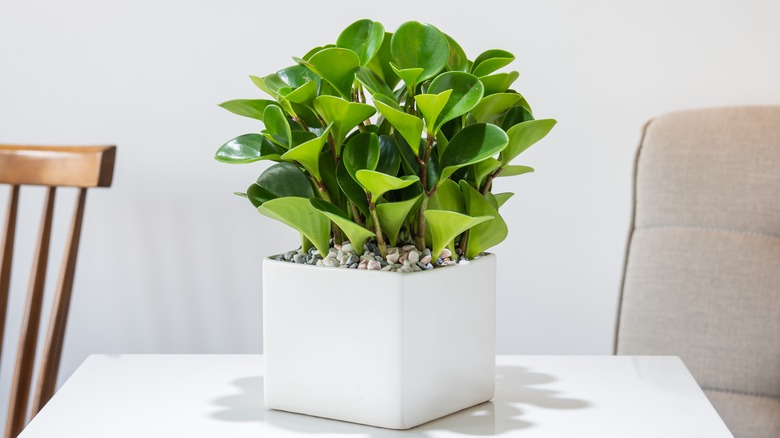 Peperomia in white square container