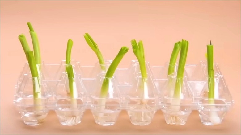 green onions plastic egg carton