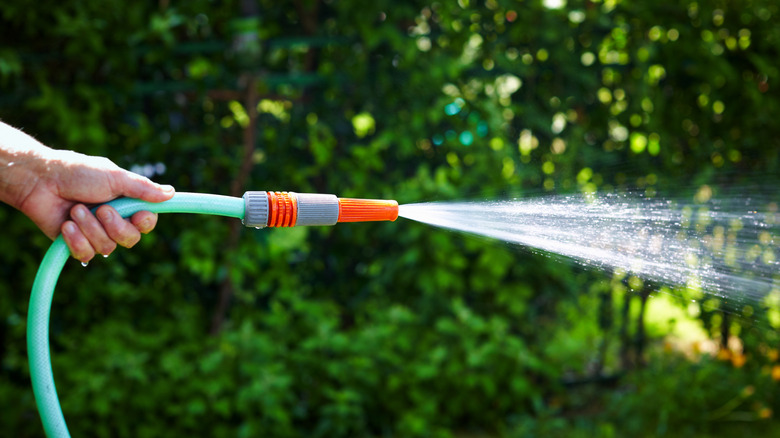 spraying a hose