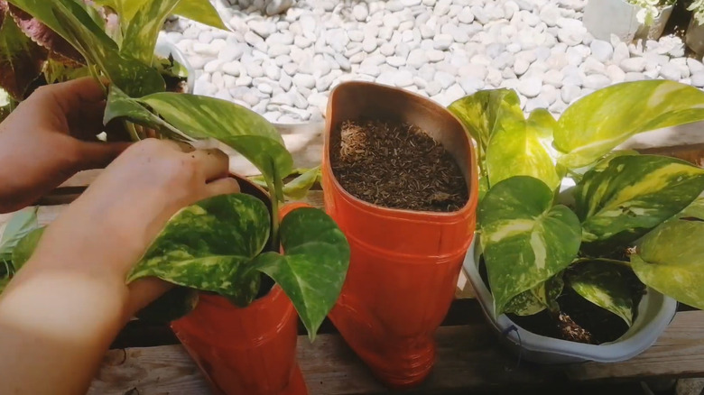 planting pothos in red boots