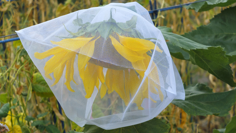 sunflower head with mesh bag