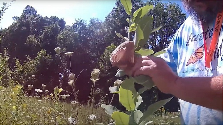 Man putting pantyhose on flower